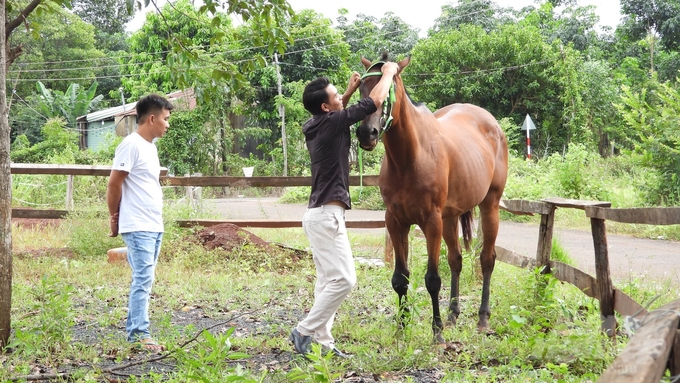 Anh Phát (áo đen) cần mẫn chăm sóc chú ngựa yêu quý của mình. Ảnh: Trần Trung.