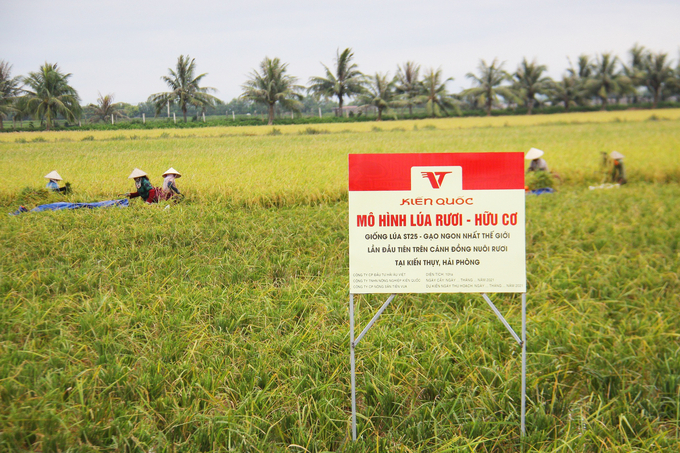 Hai Phòng còn tiềm năng rất lớn để sản xuất lúa - rươi. Ảnh: Đinh Mười.