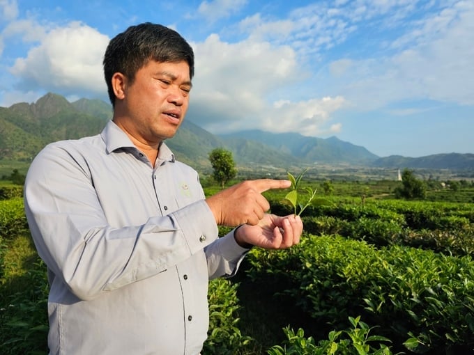 Chè shan tuyết Tân Uyên - tinh hoa giữa mây trời. Ảnh: Hoàng Anh.