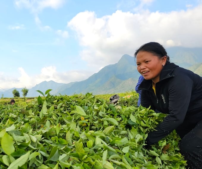 Người trồng chè ở Tân Uyên ngày càng được nâng cao về nhận thức và trình độ canh tác theo hướng hữu cơ, bền vững. Ảnh: Hoàng Anh.