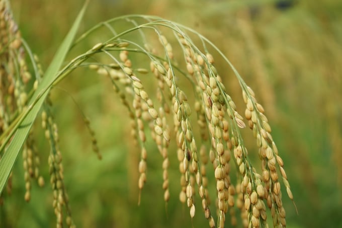 With the current growth rate, Vietnam will not be facing food shortages during the Lunar New Year. Photo: Archive.