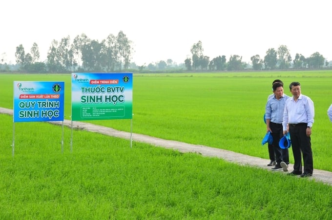 Deputy Minister Hoang Trung inspected rice production sites according to biological processes in the Mekong Delta. Photo: Le Hoang Vu.