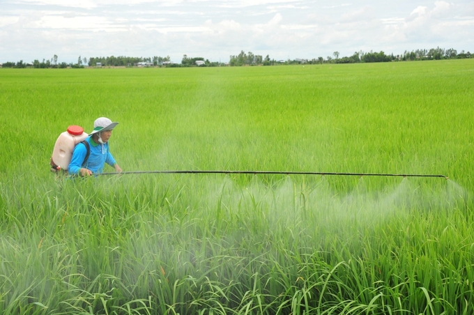 Farmers in the Mekong Delta use biopesticides in rice fields. Photo: Le Hoang Vu.