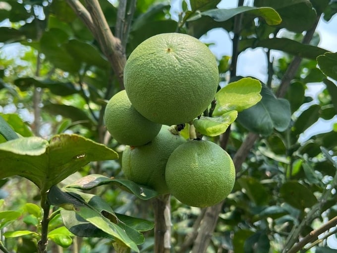 Bón phân thích hợp sẽ giúp cho vườn bưởi Năm Roi khoẻ mạnh, cho năng suất cao. Ảnh: Đức Trung.