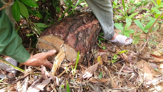 z4838300846656_bc211db19102fcaa13b8aeb7dd23f464-165526_992.jpg Các cây thông có đường kính trung bình từ 20 cm đến 25 cm. Ảnh: CĐ.