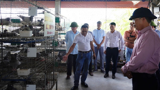 Trang trại nuôi chim bồ câu Pháp theo hướng hữu cơ kết hợp cho chim ăn cám thảo dược của Hợp tác xã Chăn nuôi hữu cơ Thủy Phát (xã Bình Lãng, huyện Tứ Kỳ, Hải Dương). Ảnh: Hồng Thắm.