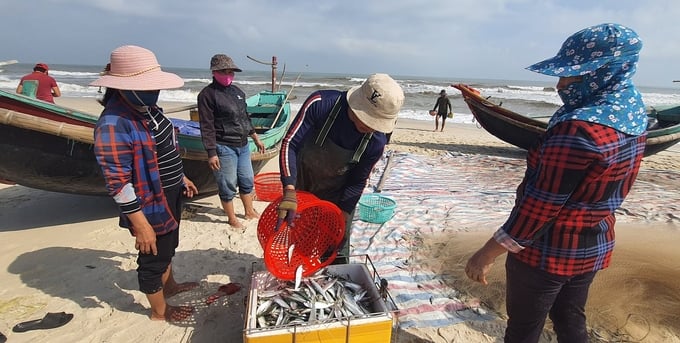 z4857462561703_d654733773f79902eb471d036047918e-160854_628.jpg Sản lượng đánh bắt tăng đã cải thiện thu nhập cho ngư dân vùng biển bãi ngang. Ảnh: T.Phùng.