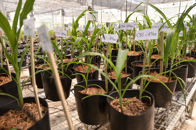 Covering soil with straw helps reduce salanity. Photo: Quynh Chi.