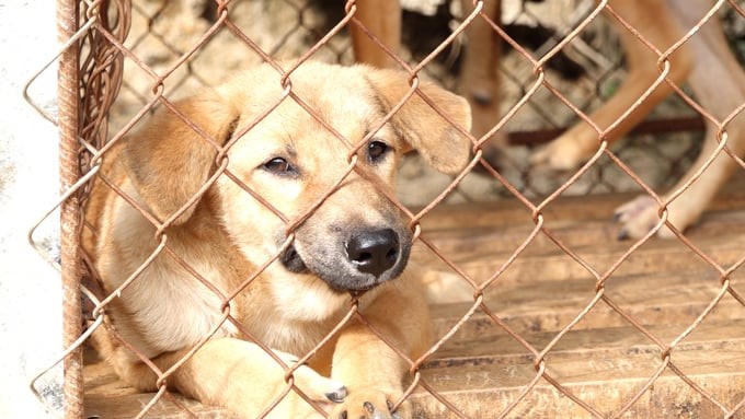 The individual dog is about to be rescued at the slaughterhouse. Photo: Quang Linh.