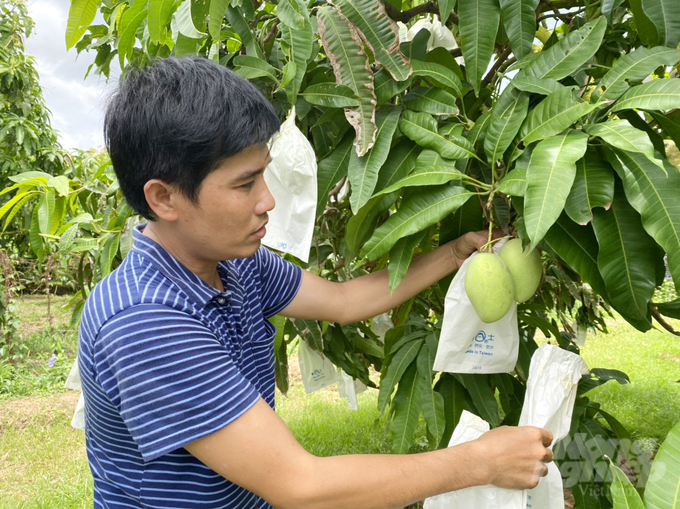 Theo UBND tỉnh Đồng Tháp, xoài là 1 trong 5 ngành hàng chủ lực chọn để thực hiện Đề án tái cơ cấu nông nghiệp của tỉnh Đồng Tháp như lúa, cá tra, xoài, hoa kiểng và sen. Ảnh: Lê Hoàng Vũ.