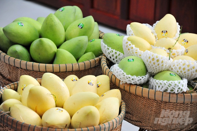 anh-2-102912_373-102913.jpg Tính đến nay diện tích trồng xoài của Đồng Tháp đạt hơn 14.000ha gồm 3 giống chủ lực là Cát Chu, Tượng da xanh và Cát Hòa Lộc. Ảnh: Lê Hoàng Vũ.