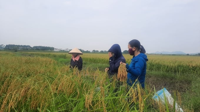 z4859884717193_f1c16c49e399db515410d455d205e5a5-135623_908.jpg Lúa nếp cái hoa vàng Đông Triều đang trong giai đoạn cho thu hoạch. Ảnh: Nguyễn Thành.