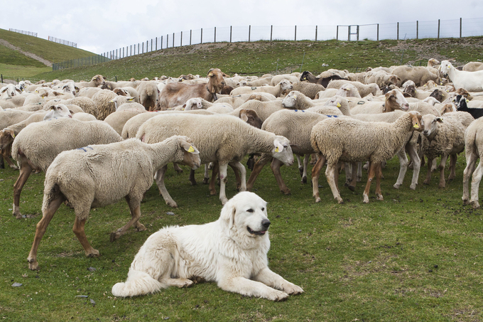Andorra's livestock production is based on common lands and shared pastures.