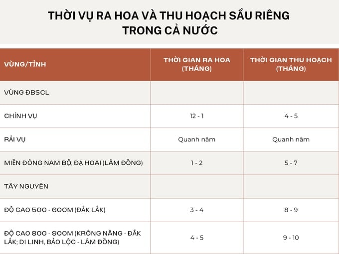 Flowering and harvesting seasons for different region in Vietnam. Photo: Kim Anh.