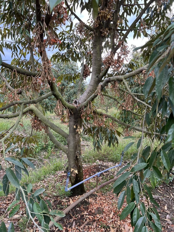 Durian trees suffering from dryness and premature fruit dropping due to improper watering techniques, which stem from farmers' concerns regarding overgrowth. Photo: TVH.