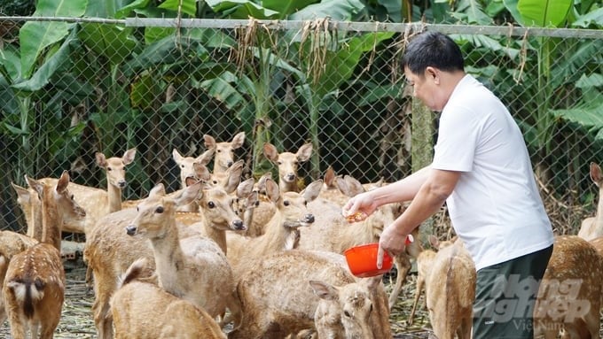 Hieu Liem commune currently has 125 deer and sambar farming households, with a total herd of up to over 1,000 heads, helping to bring high economic efficiency to farmers. Photo: Le Binh.