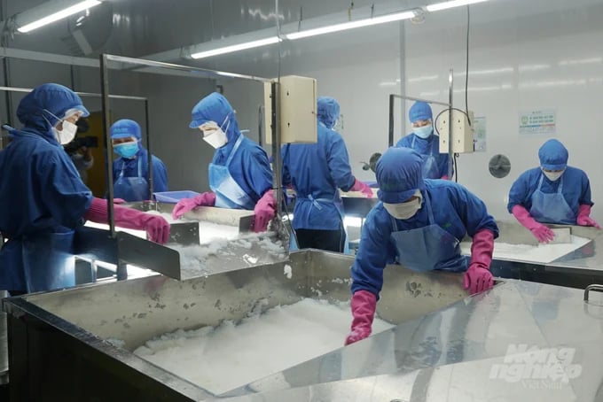 Ben Tre province boasts considerable potential in the processing of coconut oil. Photo: Minh Dam.