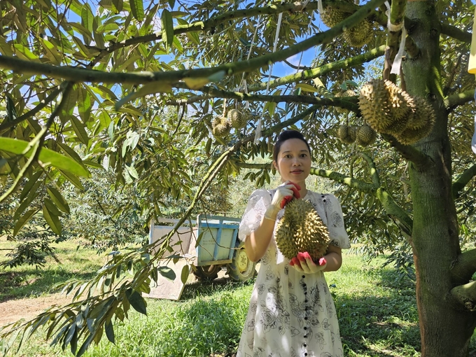 Sầu riêng ở huyện miền núi Khánh Sơn. Ảnh: KS.