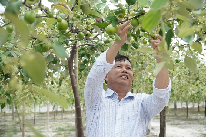 Táo của hợp tác xã Táo Cam Thành Nam (TP Cam Ranh). Ảnh: KS.