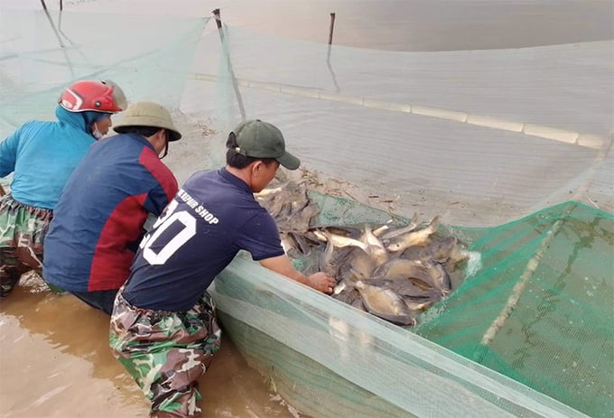 Cá vụ ba được thu hoạch vào cuối năm với sản lượng khoảng 1 tấn/ha, thu về khoảng 60 triệu đồng. Ảnh: T.Phùng.