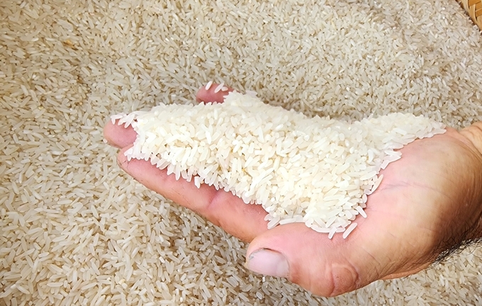 Trung bình mỗi năm, HTX Tôm - cua - lúa Thạnh An cung ứng khoảng 1.100 tấn lúa hữu cơ cho doanh nghiệp. Ảnh: Kim Anh.