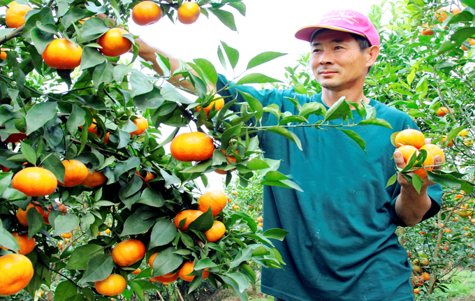 cam-canh-153217_527.jpg Cây ăn quả phù hợp với nhiều vùng ngoại thành Hà Nội. Ảnh: Tư liệu.
