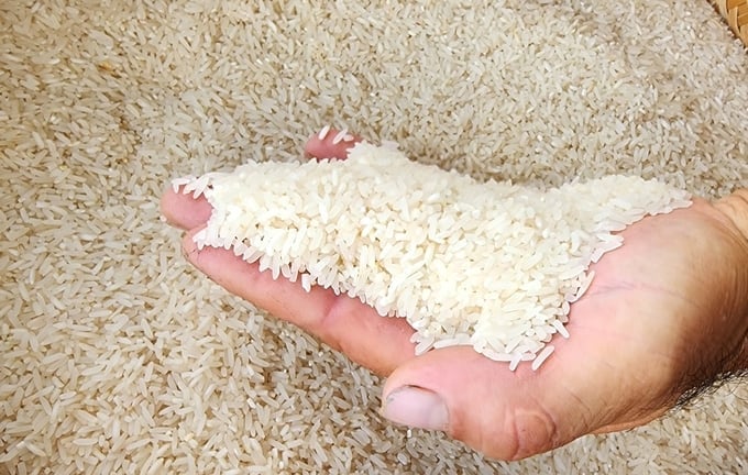 Thanh An Shrimp-Crab-Rice Cooperative supplies approximately 1,100 tons of organic rice to businesses on an yearly average. Photo: Kim Anh.