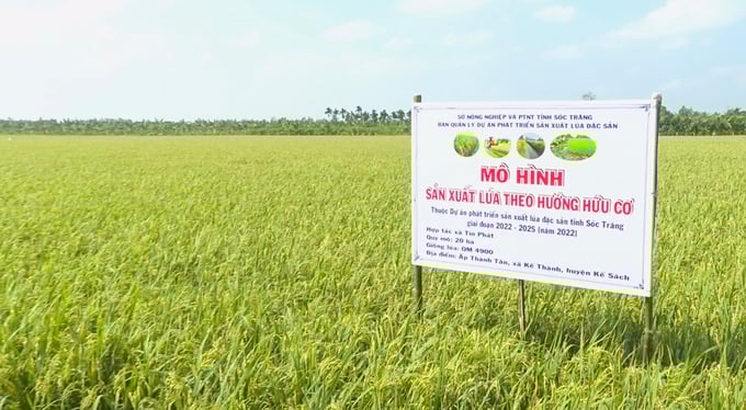 Soc Trang province currently has over 5,000 hectares of organic rice production area. Photo: Kim Anh.