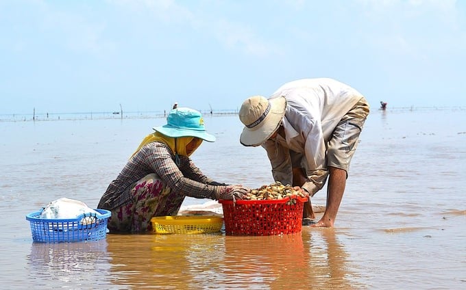 The Tien Giang clam has just achieved ASC certification on November 7, 2023. Photo: Minh Dam.