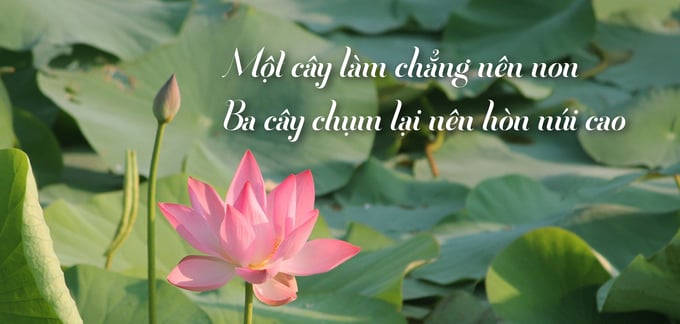 hoi-quan-dat-sen-hong-7-nam-kien-tao-va-se-chia-113153_405.jpg