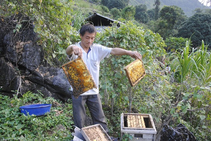 may-ong-bac-ha-ha-giang-160127_756.jpg Anh Cháng Vảng Dình (thôn Sủa Cán Tỷ, xã Cán Tỷ) chăm sóc đàn ong nuôi của gia đình. Ảnh: Kim Tiến.