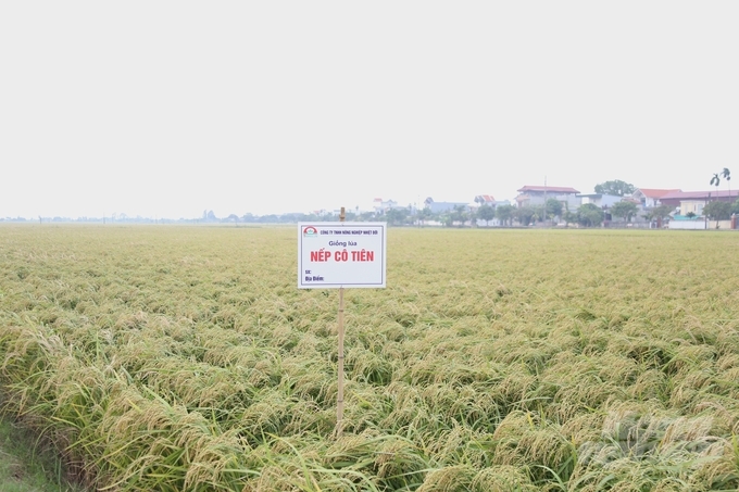 trong-nep-co-tien-mang-ve-tien-ty-ve-cho-que-huong-nam-tan-141514_657-141515.jpg Giống nếp Cô Tiên chín vàng trên đồng đất quê hương năm tấn. Ảnh: Lâm Hùng.