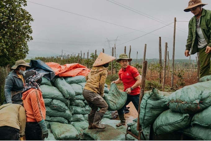 Many gardeners affiliated with Nafoods still believe in the economic path with passion fruit trees, improving the land ready for the new crop. Photo: Thu Hai.