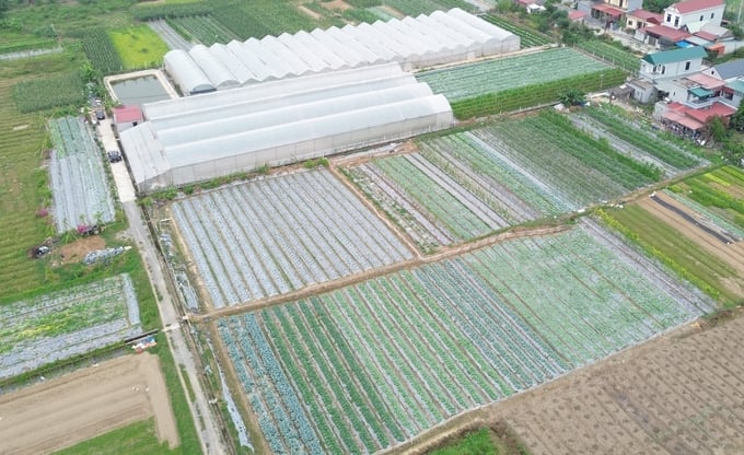 Khu vực trồng dưa vàng, dưa bao tử, ớt chuông theo hướng hữu cơ của ông Vinh. Ảnh: Huy Bình. 