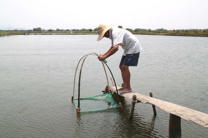 1-094320_498.jpg Những năm gần đây, nuôi tôm nước lợ ở Bình Định thường bị các loại bệnh đốm trắng, hoại tử gan tụy (bệnh chết sớm) và bệnh môi trường gây hại. Ảnh: V.Đ.T.