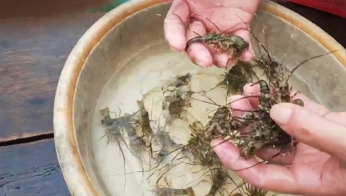 Anh Nguyễn Văn Hậu, thôn Bình Ba Tây, xã Cam Bình cho biết, lứa tôm thả trong tháng 9, 10 vừa qua, hầu như bà con trong xã đều hao hụt nhiều, thậm chí tôm bị chết sạch. Ảnh: KS.