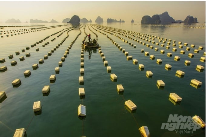 The Pacific Oyster, researched and developed by BIM Group, has now become the flagship product of Van Don district in Quang Ninh province. Photo: Viet Cuong.