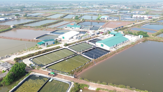 0001-150139_374.jpg Một khu vực nuôi hàu giống tại xã Kim Trung, huyện Kim Sơn, tỉnh Ninh Bình. Ảnh: Huy Bình.