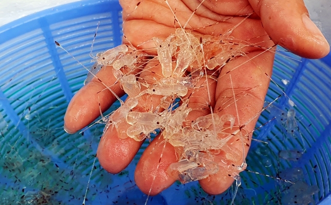 Hiện giống tôm hùm chủ yếu nhập khẩu từ các nước như Indonesia, Philippines, Myanmar. Ảnh: KS.