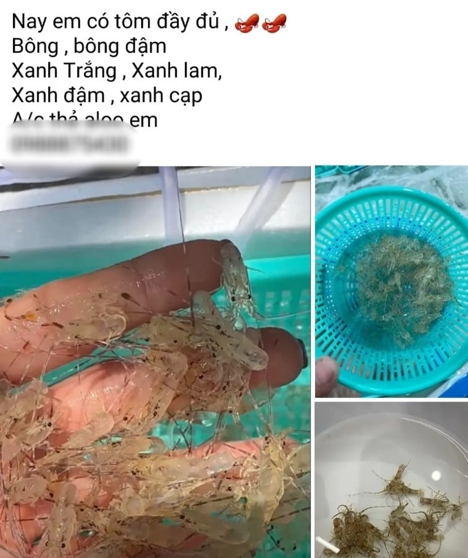 Người bán rao bán tôm hùm giống với nhiều loại khác nhau. Ảnh: KS.
