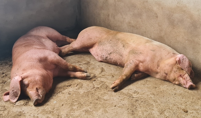 Nghệ An có tổng đàn gia súc, gia cầm lớn, do đó phải chủ động trong công tác ứng phó dịch bệnh.