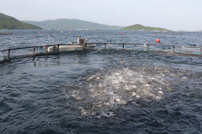 z4898146357720_576e73a5442b77f908202b484cea76a4-234919_297.jpg Chiến lực của Việt Nam trong thời gian tới để phát triển ngành thủy sản bền vững là tăng nuôi biển và giảm khai thác. Ảnh: K.S.