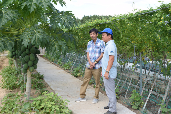 Khu trồng trọt trong trang trại của anh Võ Vinh Ca (bìa phải) ở thôn Kinh Tế, xã Canh Vinh (huyện Vân Canh, Bình Định). Ảnh: V.Đ.T.