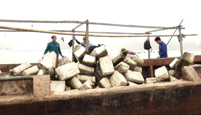 Local officials collecting and handling foam buoys in the sea area of Mong Cai city. Photo: Nguyen Thanh.