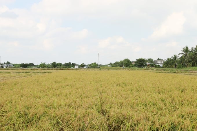 lua-nep-cai-hoa-vang-dai-thang-gia-cao-de-ban-141108_991.jpg Cánh đồng lúa nếp cái hoa vàng ở xã Đại Thắng, huyện Tiên Lãng vụ mùa 2023. Ảnh: Đinh Mười.