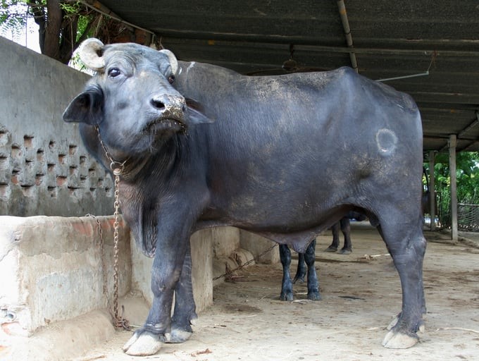 Murrah buffalo originates from India. Photo: Pham Hieu.