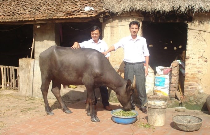 The Center has crossbred India’s Murrah buffalo with the Vietnamese buffalo and created the F1 hybrid buffalo. Photo: Pham Hieu.