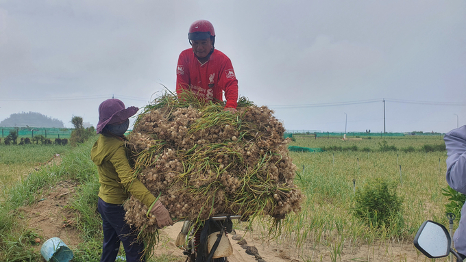20230218_105805-152148_51.jpg Tỏi Lý Sơn là 1 trong 3 sản phẩm sắp tới sẽ được tỉnh Quảng Ngãi hỗ trợ để nâng từ sản phẩm OCOP 4 sao lên 5 sao. Ảnh: L.K.