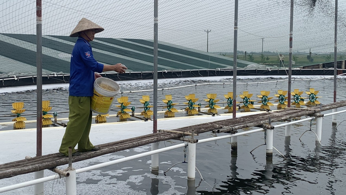 d-2-083348_282.jpg Bệnh đốm trắng do virus gây ra chưa có phương pháp điều trị mà chỉ có thể phòng bệnh bằng các phương pháp tổng hợp. Trong đó, là biện pháp quản lý ao nuôi và đảm bảo an toàn sinh học. Ảnh: Kiên Trung.