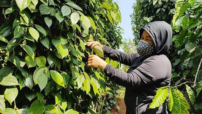 Update on the latest domestic and world pepper prices on 11/23/2023
